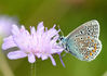 siverstudded-Blue.jpg