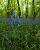 Filename=spanish bluebells.jpg
Filesize=392KiB
Dimensions=1040x1280
Date added=May 02, 2010 spanish bluebells.jpg