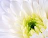 white flower 2.jpg