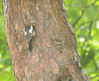 wood pecker 9